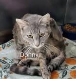 Donny, Adoptable, Adult Male Domestic Short Hair.