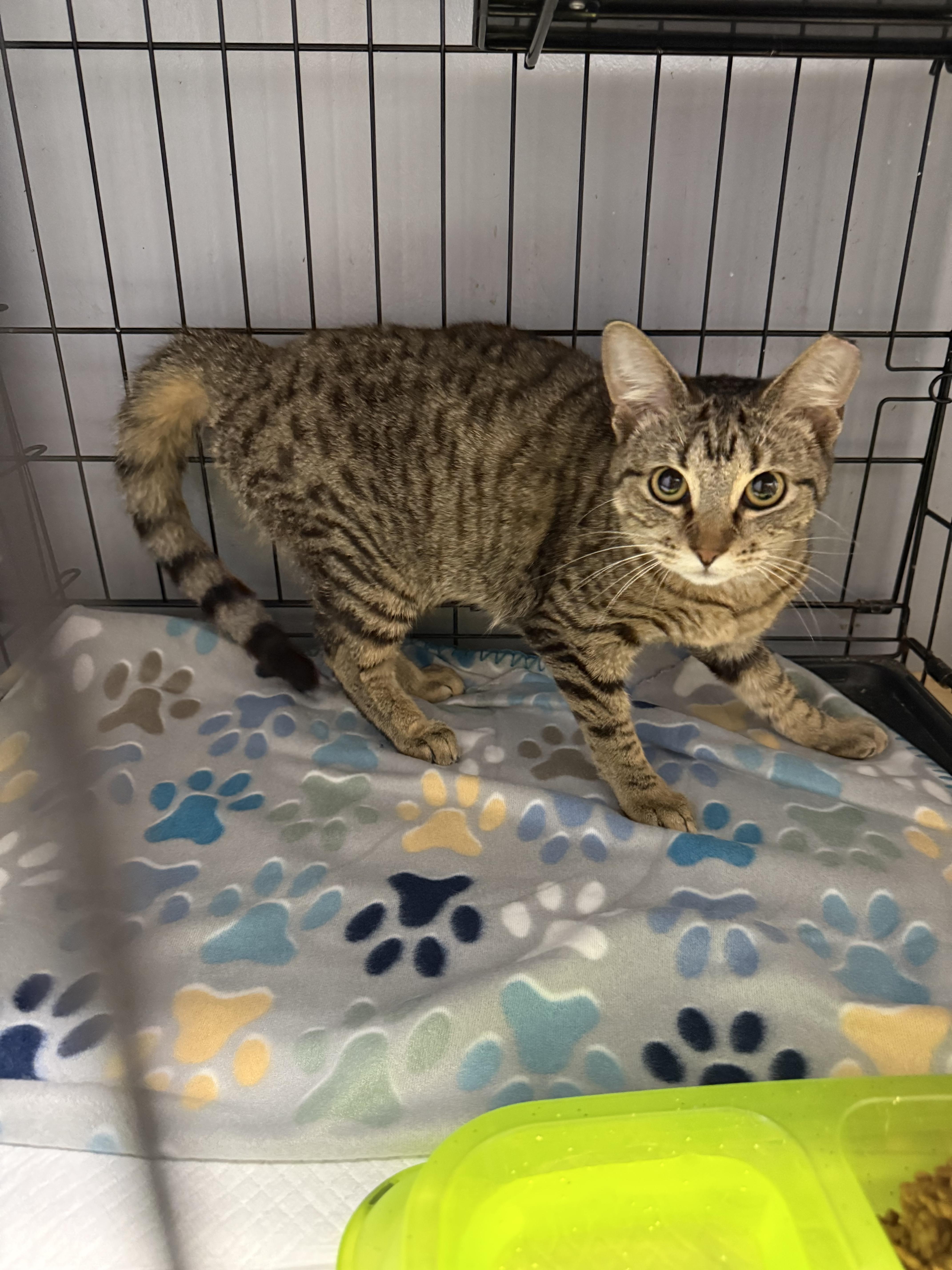 Enlarge Shannen, a Adoptable Domestic Short Hair in Houston, TX image 1/1