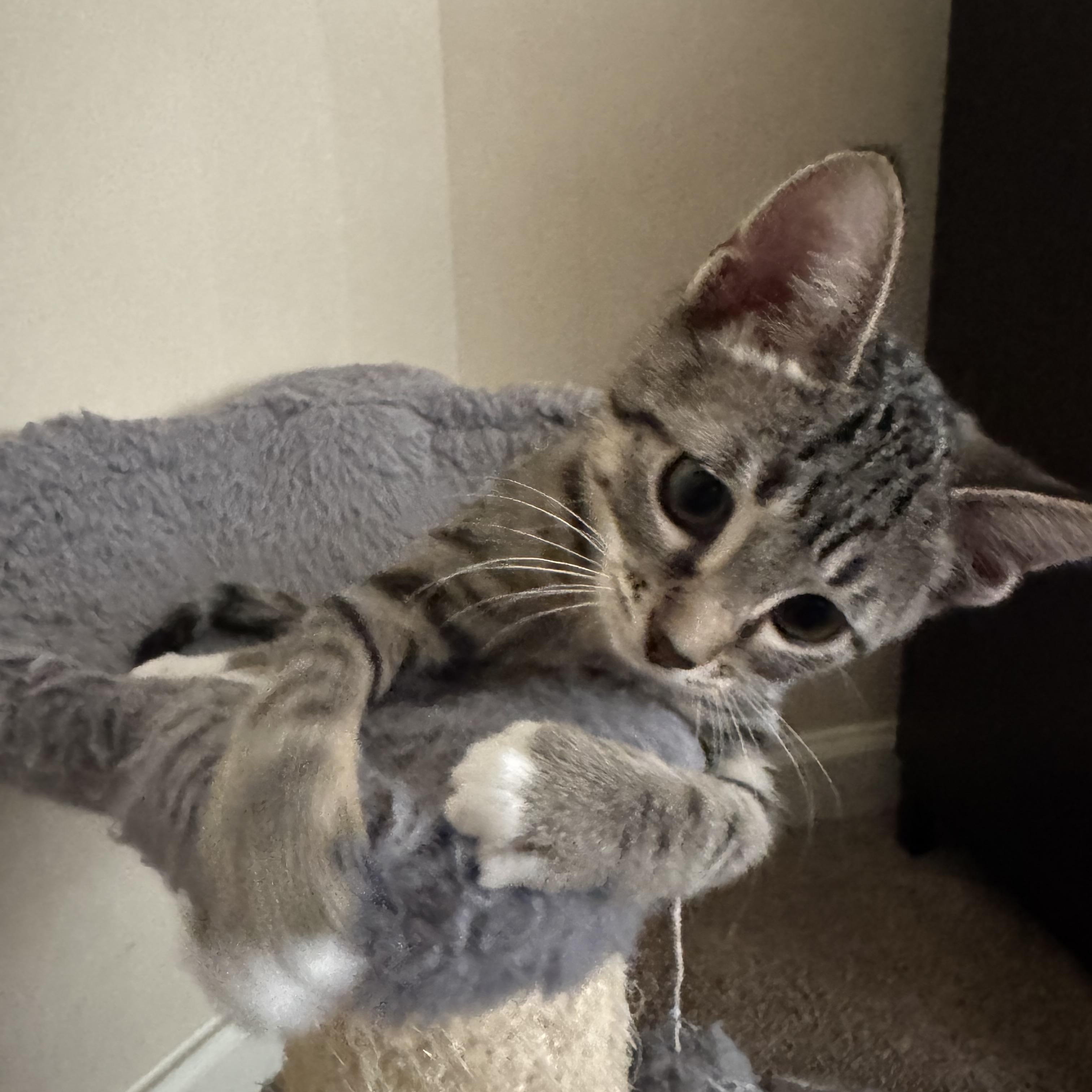 Coco - Riley Fuzzel Petsmart FH KL