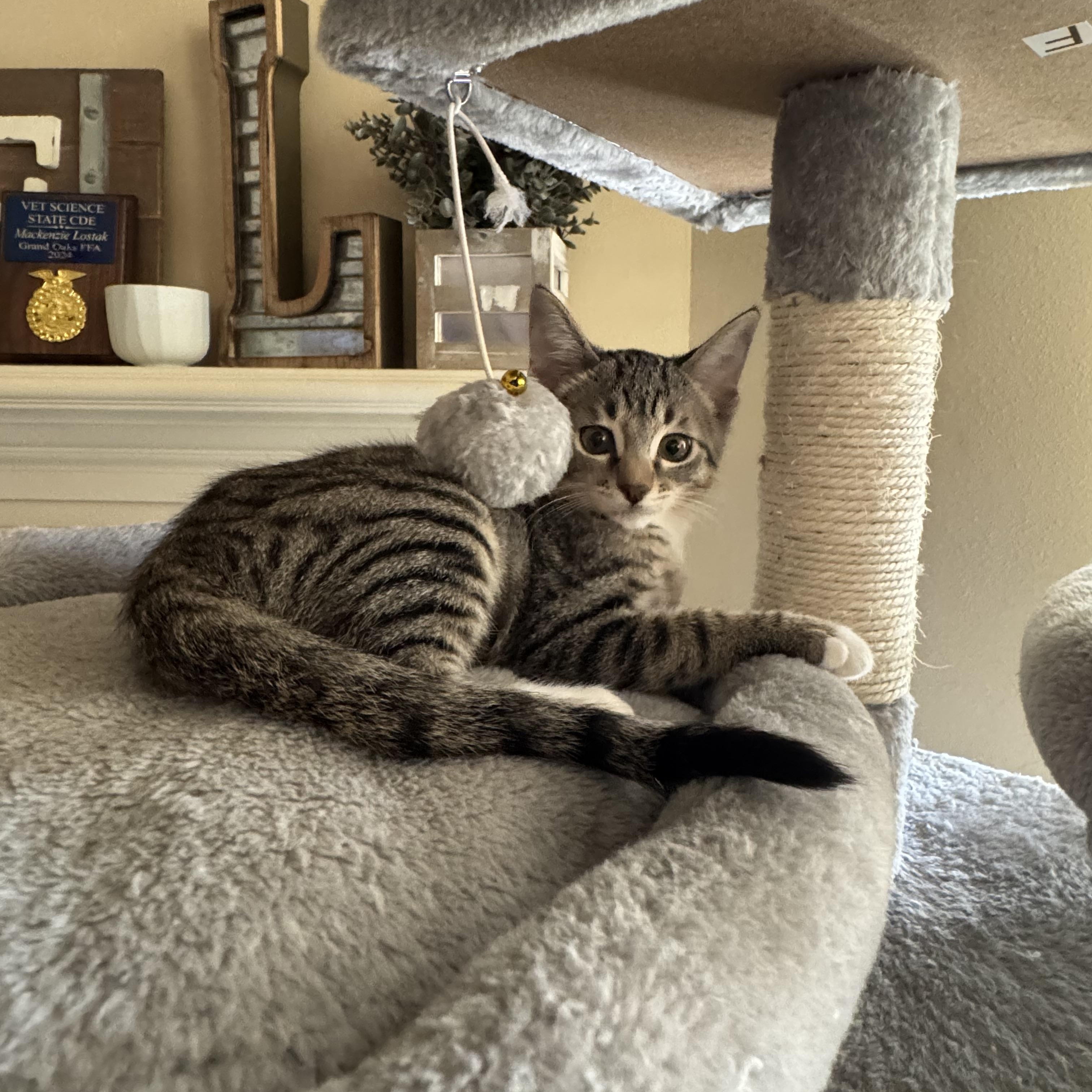 Coco - Riley Fuzzel Petsmart FH KL