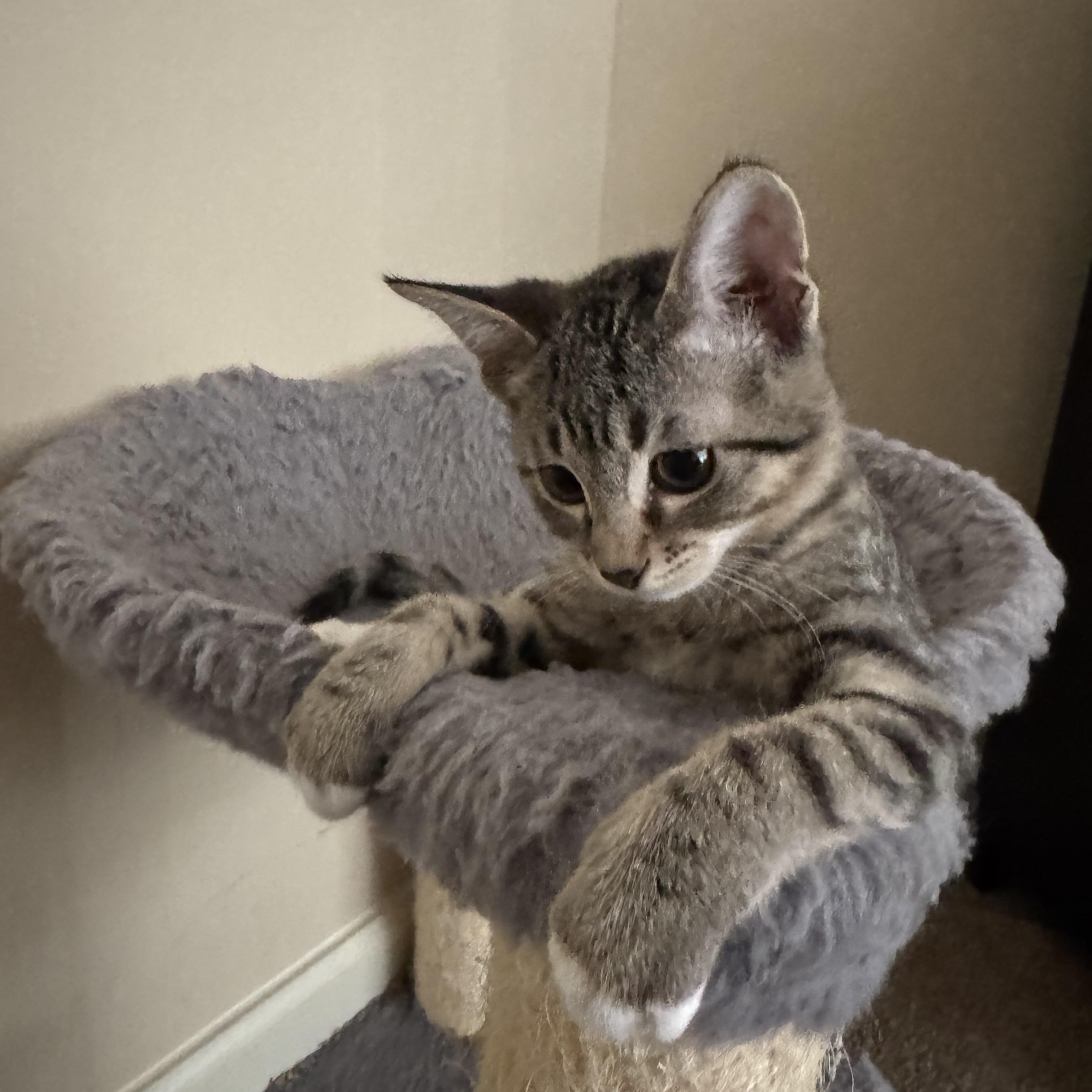 Coco - Riley Fuzzel Petsmart FH KL