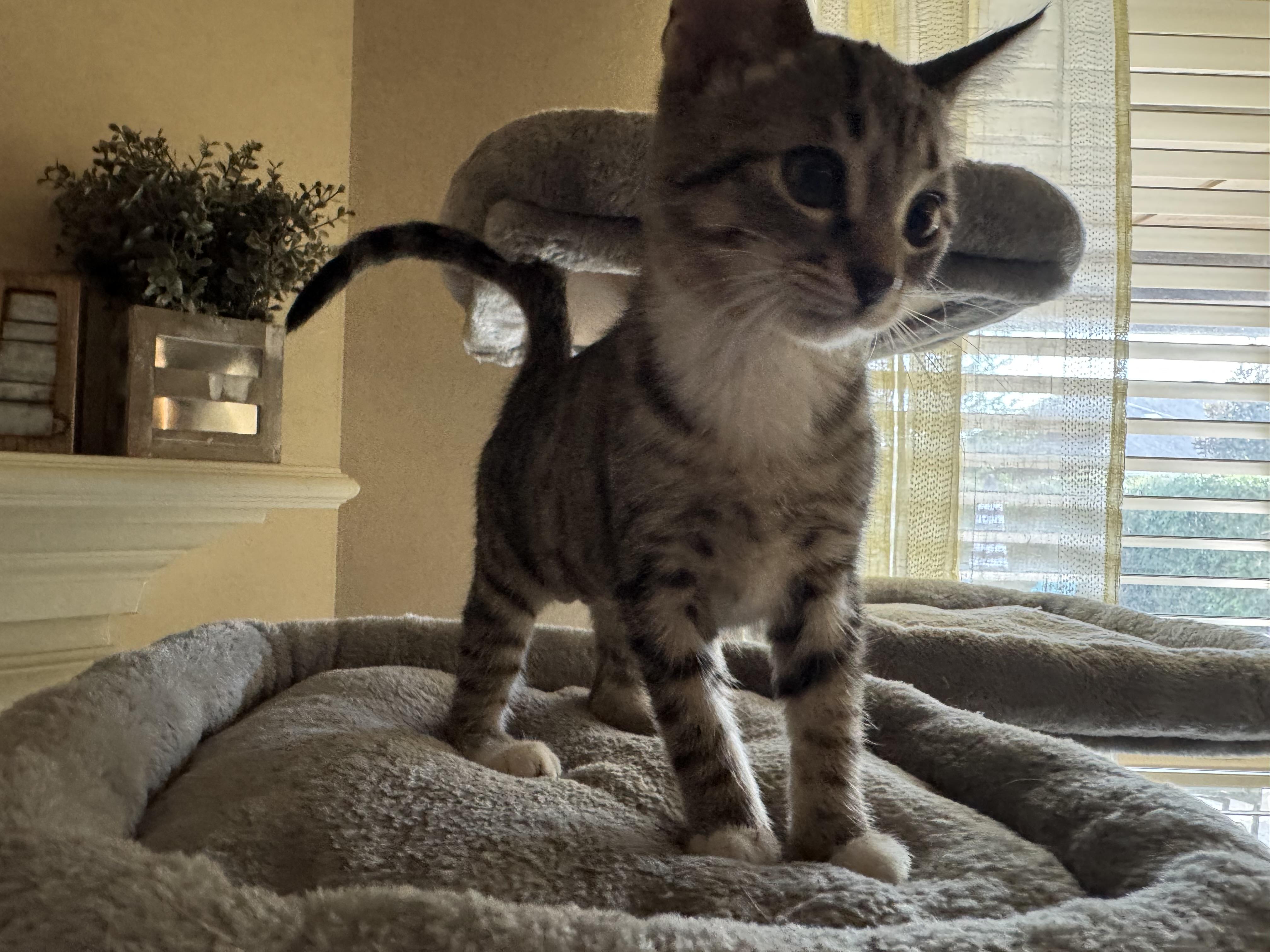 Coco - Riley Fuzzel Petsmart FH KL