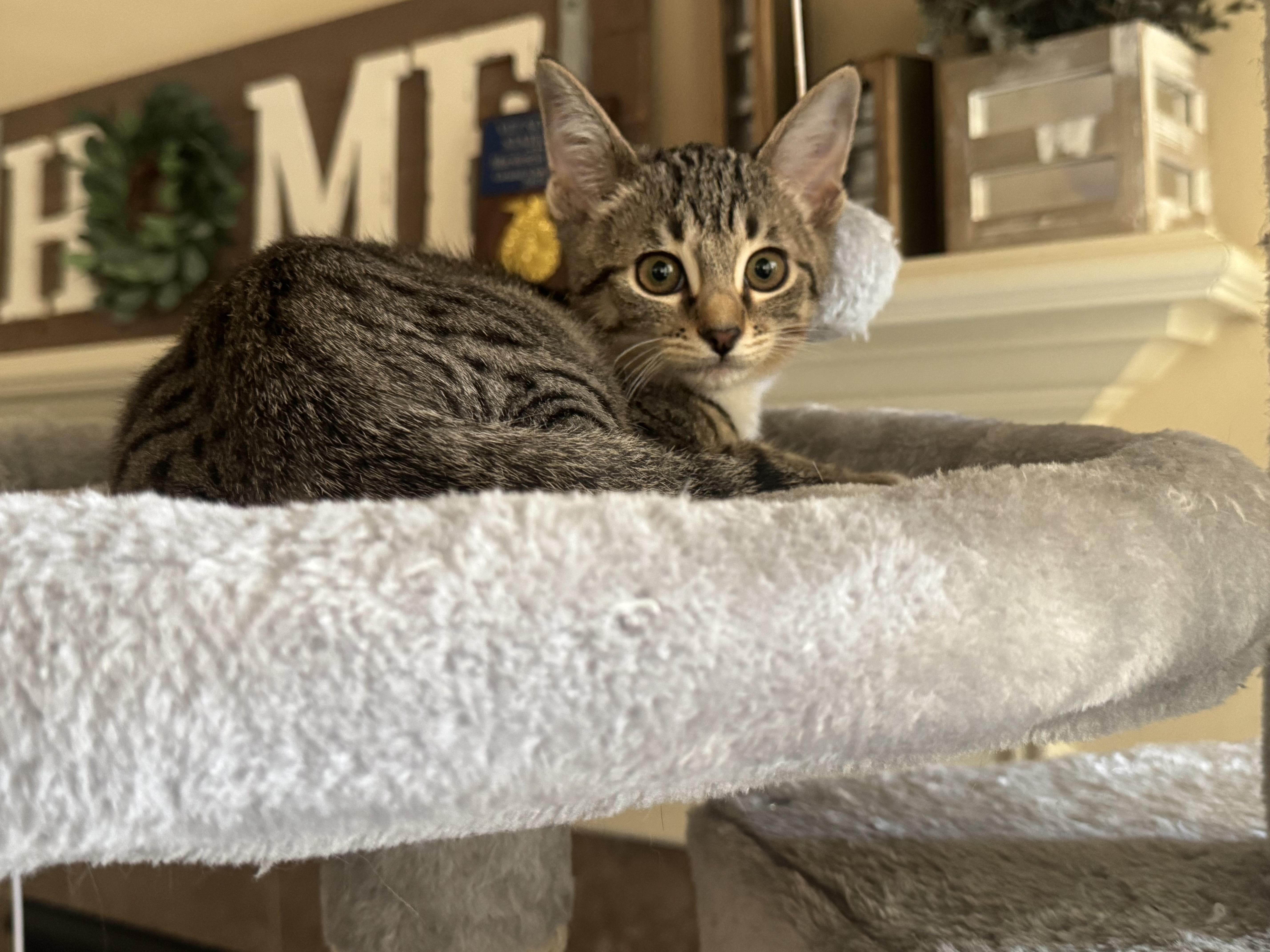 Coco - Riley Fuzzel Petsmart FH KL
