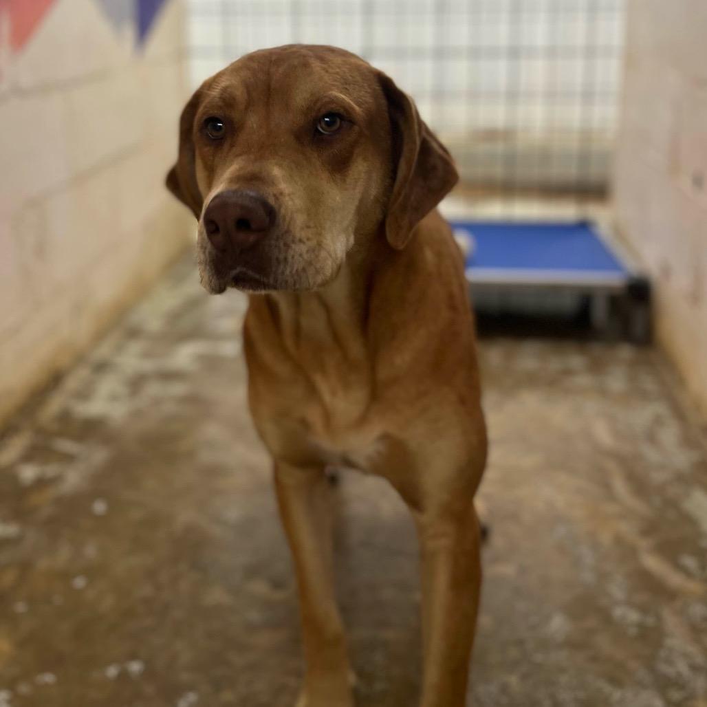 Jax, Adoptable, Adult Male Bloodhound & Mixed Breed.
