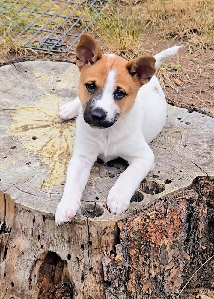 Cedar, a Adoptable mixed breed in Evergreen, CO image 1/6