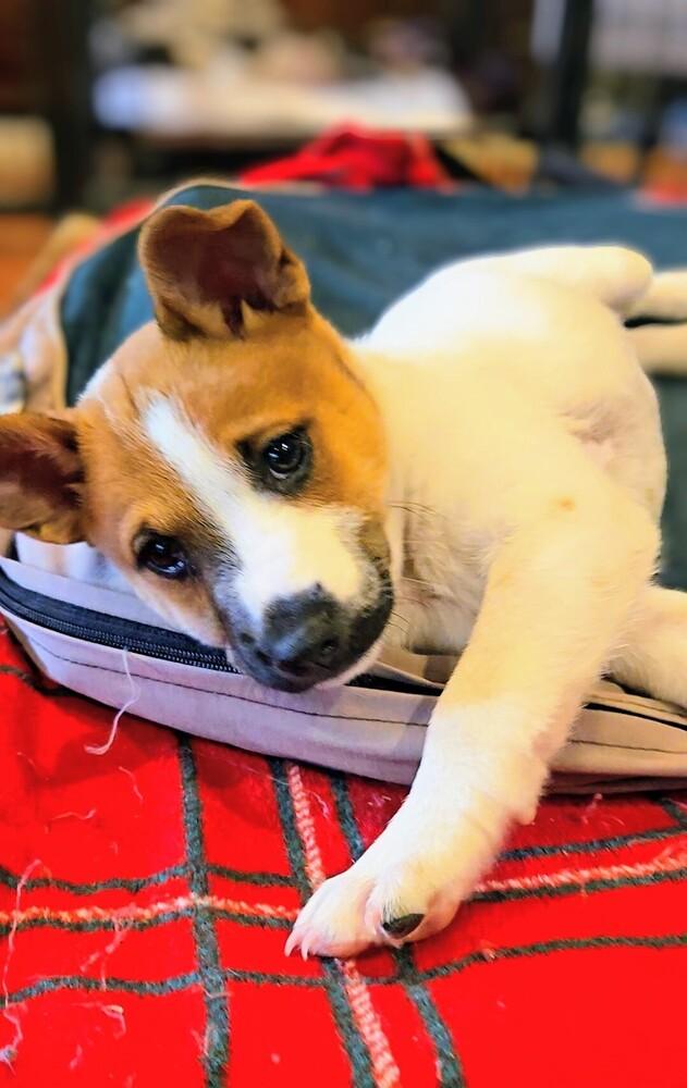 Cedar, a Adoptable mixed breed in Evergreen, CO image 3/6