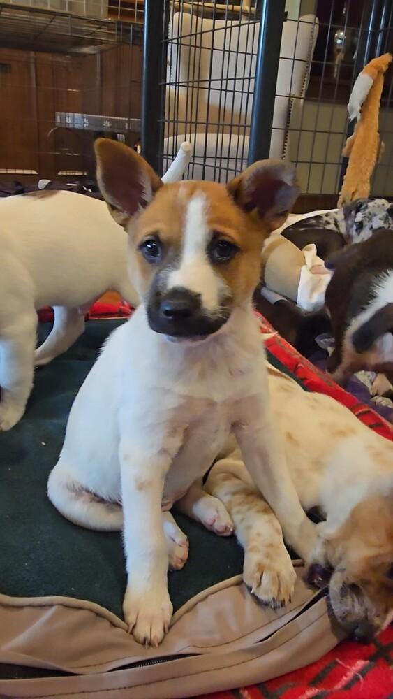 Cedar, a Adoptable mixed breed in Evergreen, CO image 5/6