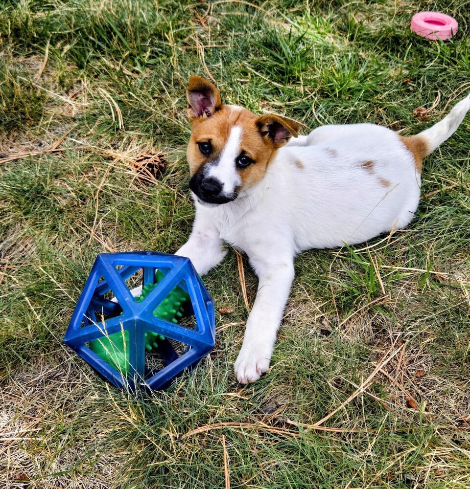 Cedar, a Adoptable mixed breed in Evergreen, CO image 2/6