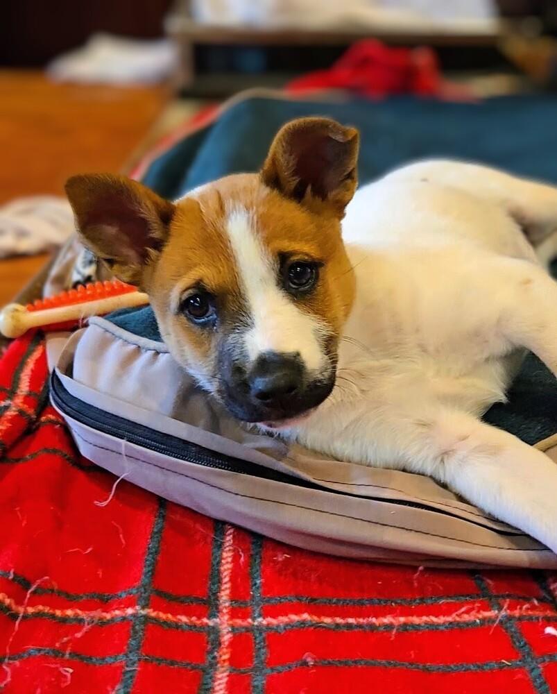 Cedar, a Adoptable mixed breed in Evergreen, CO image 4/6