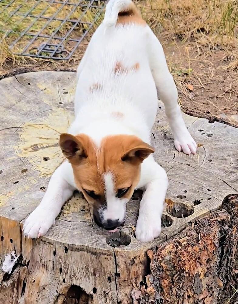 Cedar, a Adoptable mixed breed in Evergreen, CO image 6/6