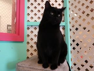 Enlarge Onyx, an adoptable mixed breed in Anaconda, MT image 6/6