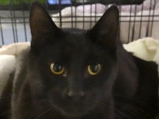 Onyx, an adoptable Domestic Short Hair in Anaconda, MT, 59711 | Photo Image 1