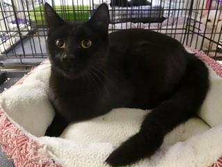 Onyx, an adoptable Domestic Short Hair in Anaconda, MT, 59711 | Photo Image 3