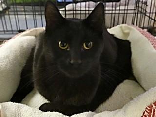 Onyx, an adoptable Domestic Short Hair in Anaconda, MT, 59711 | Photo Image 2
