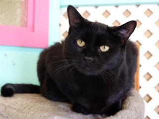 Enlarge Onyx, an adoptable mixed breed in Anaconda, MT image 5/6