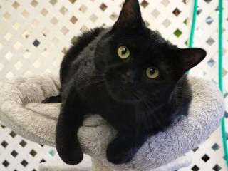 Enlarge Onyx, an adoptable mixed breed in Anaconda, MT image 4/6