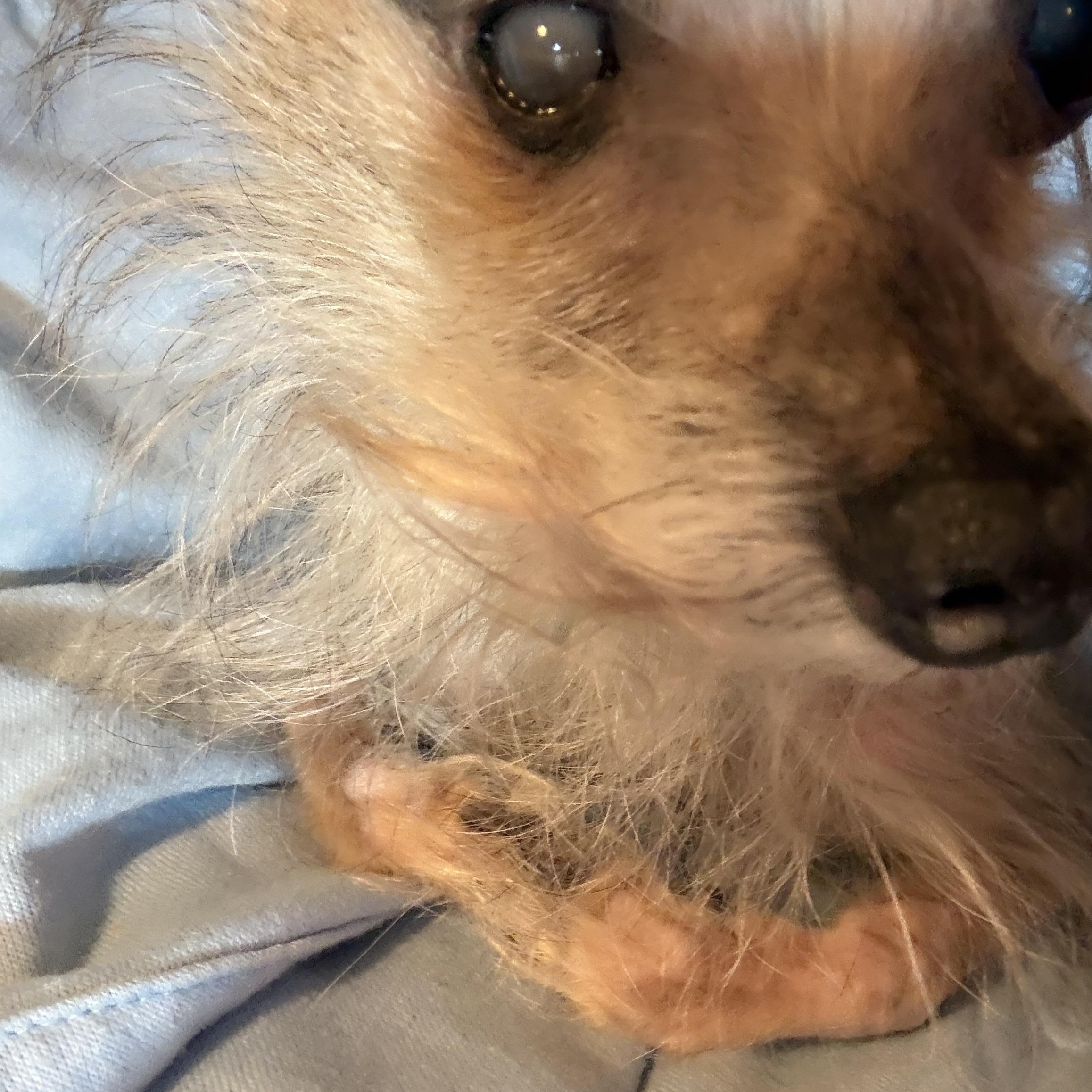 Enlarge Ruth Burns - Not yet available., a ADOPTABLE mixed breed in Cranston, RI image 2/5