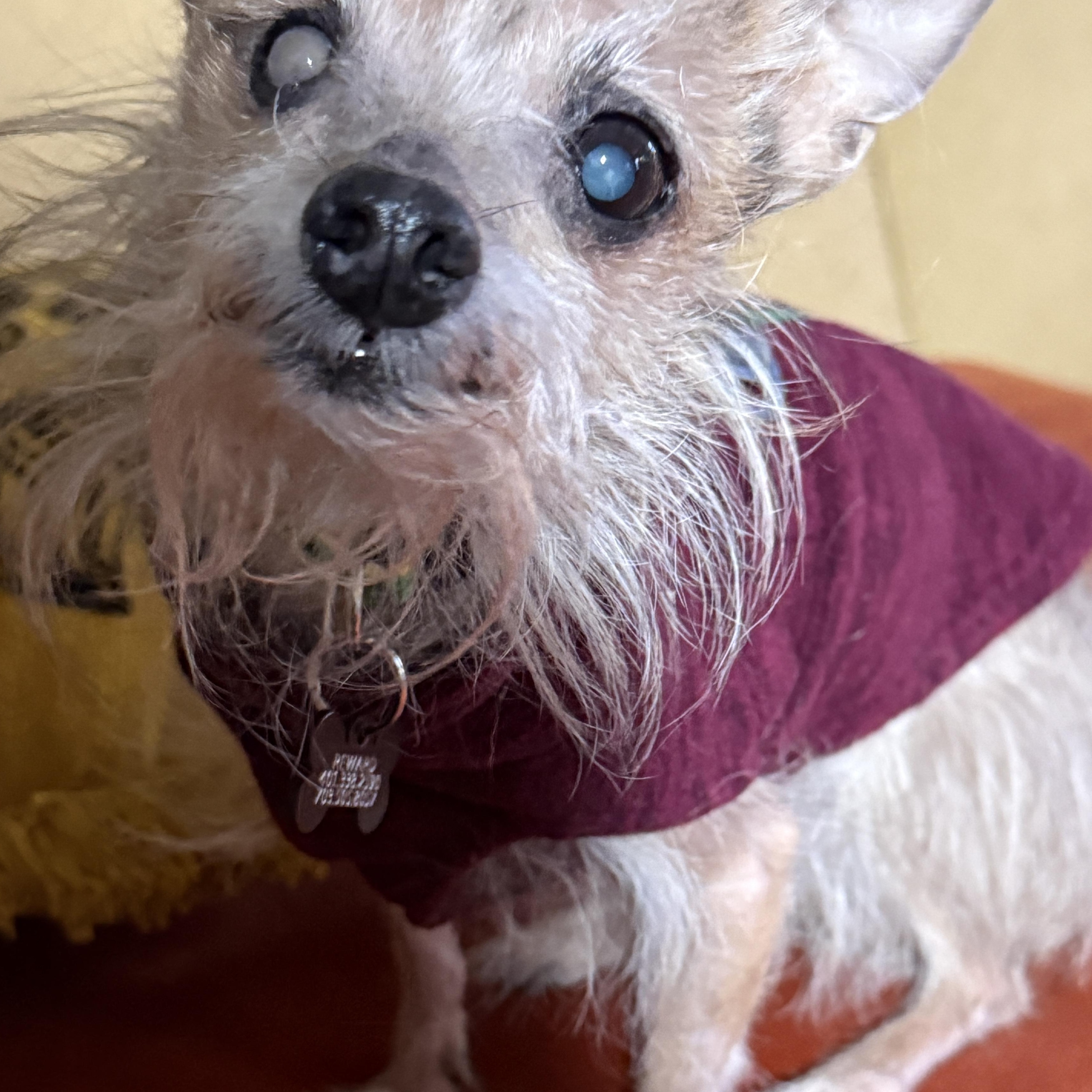 Enlarge Ruth Burns - Not yet available., a ADOPTABLE mixed breed in Cranston, RI image 3/5