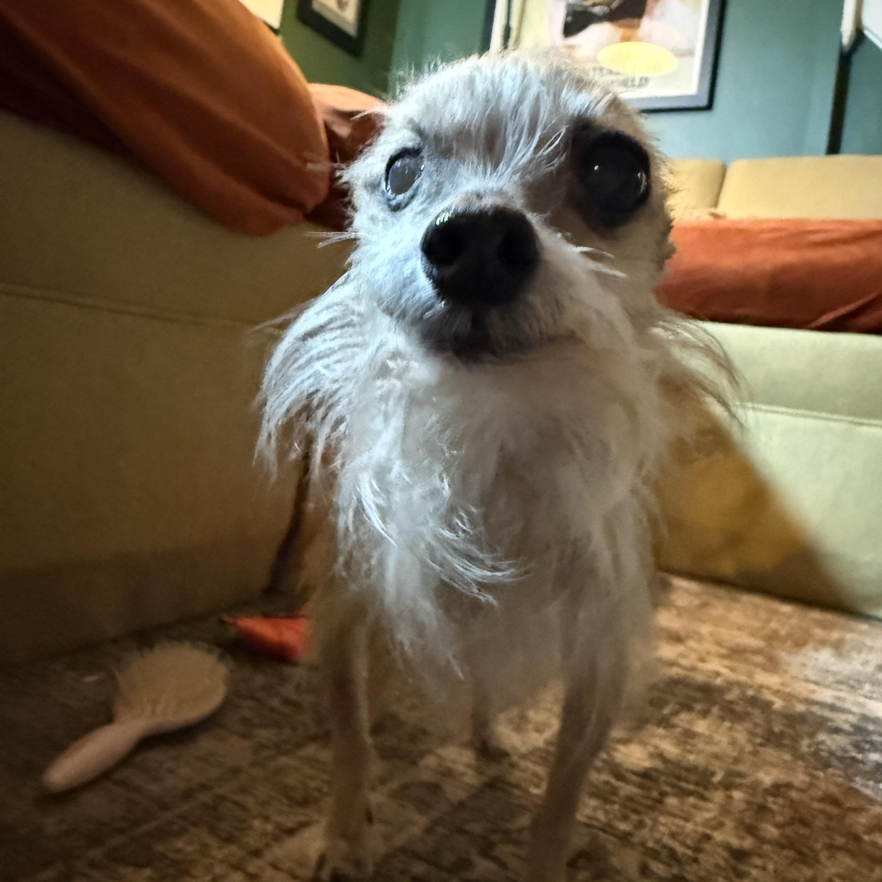 Enlarge Ruth Burns - Not yet available., a ADOPTABLE mixed breed in Cranston, RI image 4/5