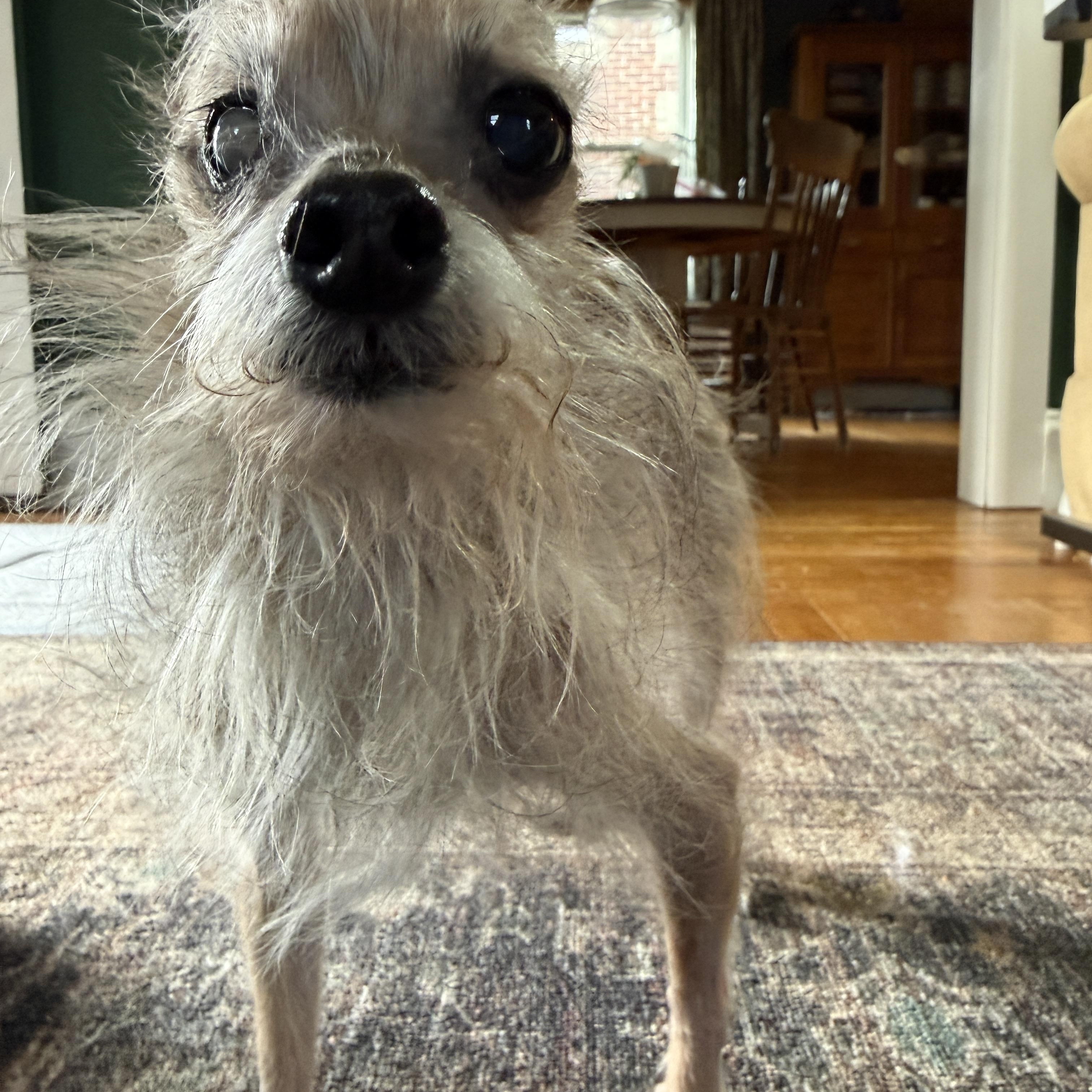 Enlarge Ruth Burns - Not yet available., a ADOPTABLE mixed breed in Cranston, RI image 1/5