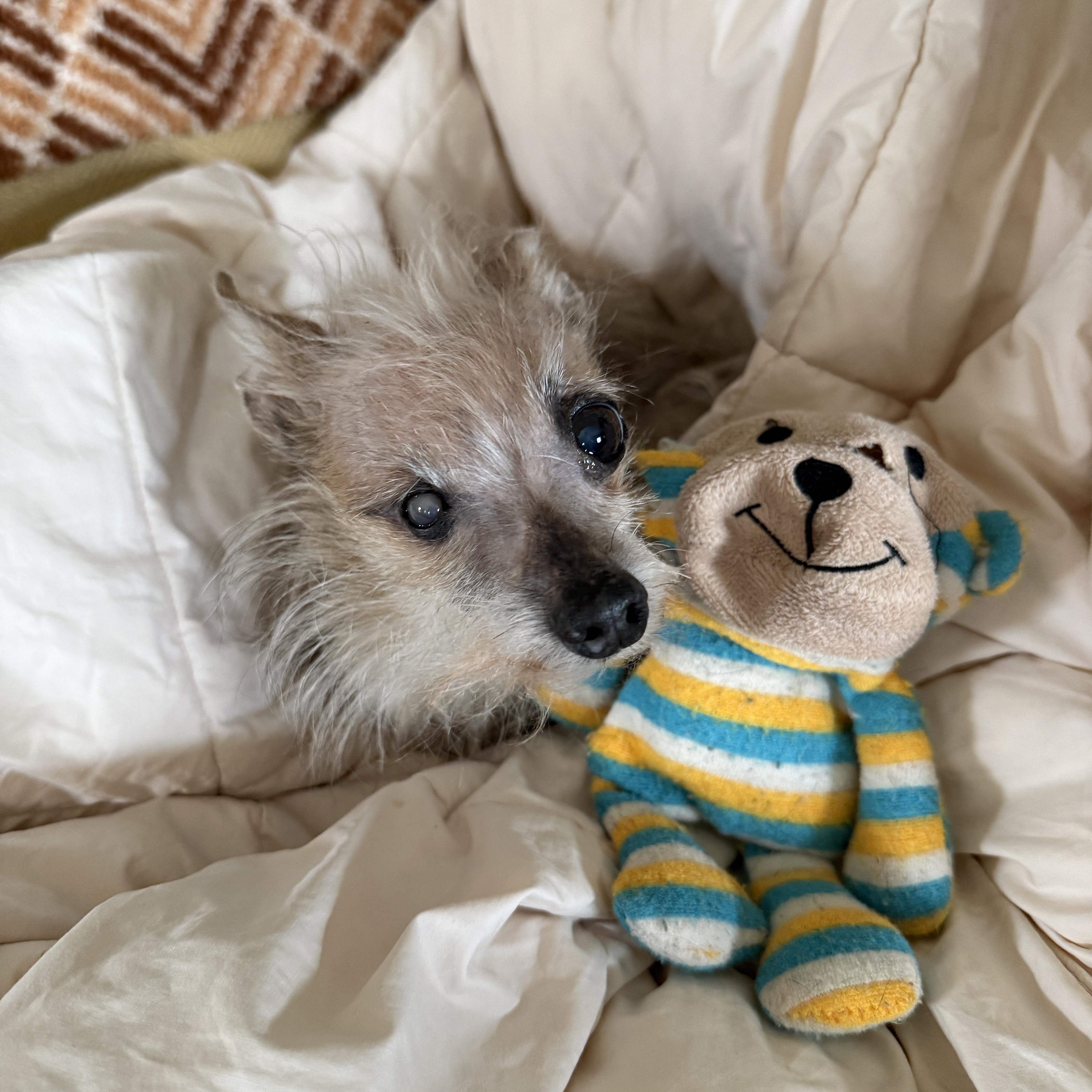 Enlarge Ruth Burns - Not yet available., a ADOPTABLE mixed breed in Cranston, RI image 5/5