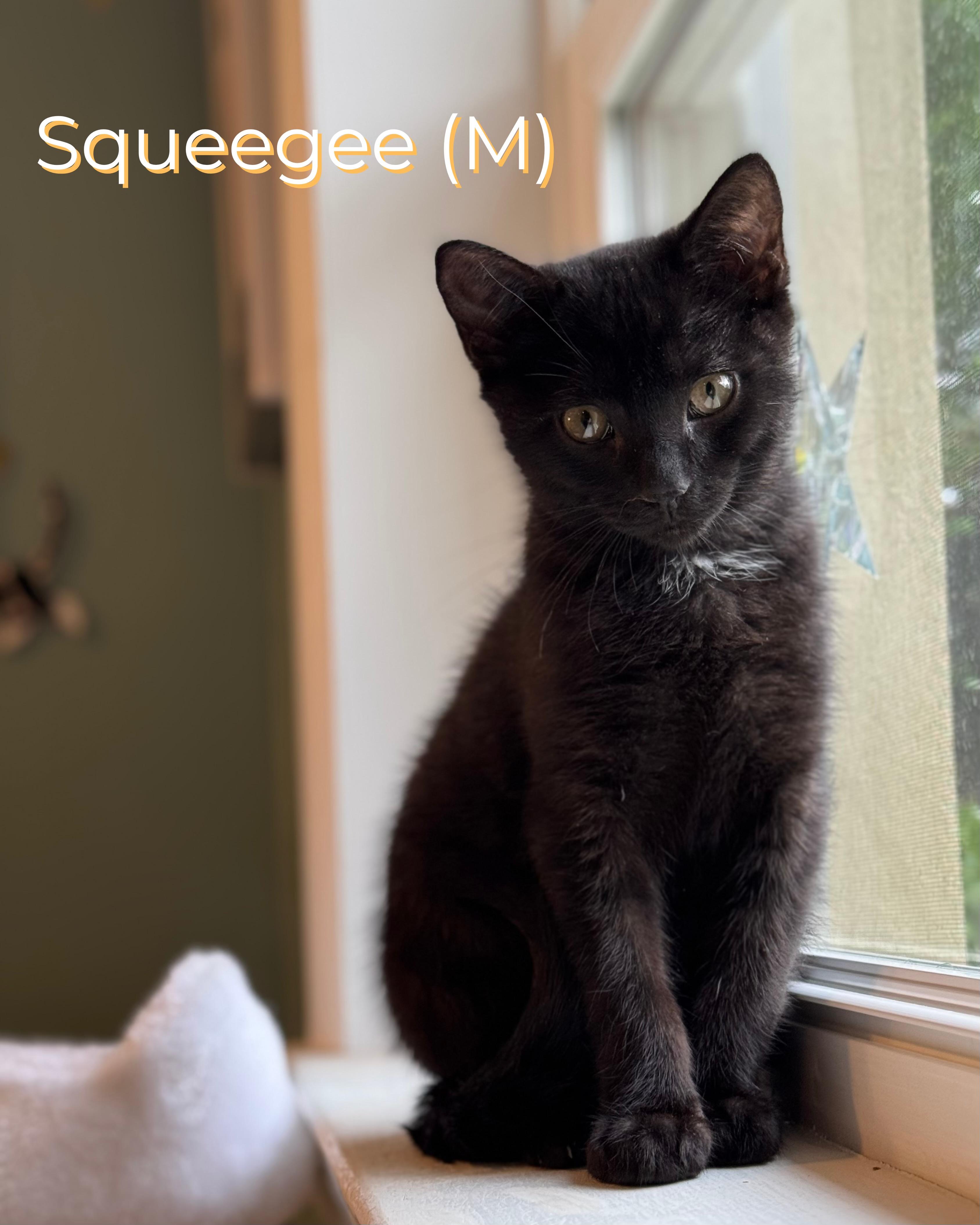 Enlarge Squeegee, a Adoptable Domestic Short Hair in Elverson, PA image 1/1