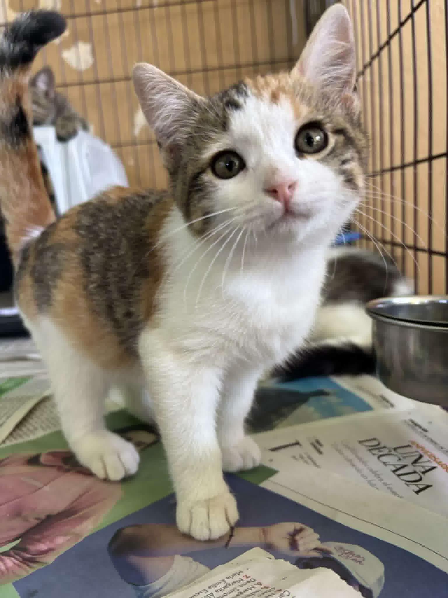 Enlarge Brandi, an adoption pending mixed breed in Ridgefield, CT image 1/1