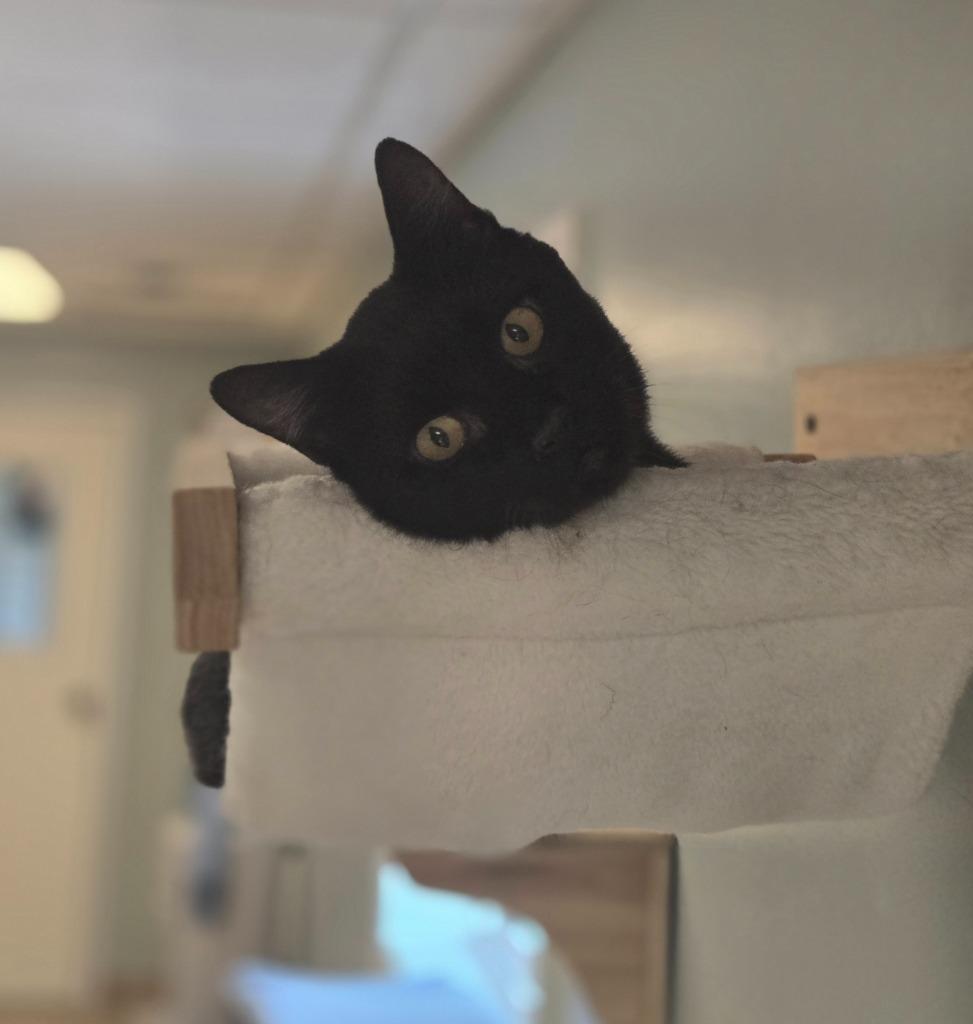 Squid, Adoptable, Adult Male Domestic Long Hair.