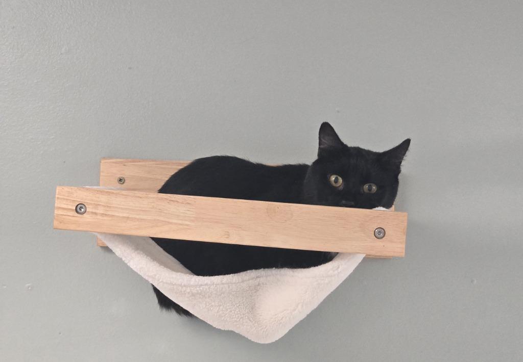 Enlarge Squid, a Adoptable mixed breed in Viroqua, WI image 2/2