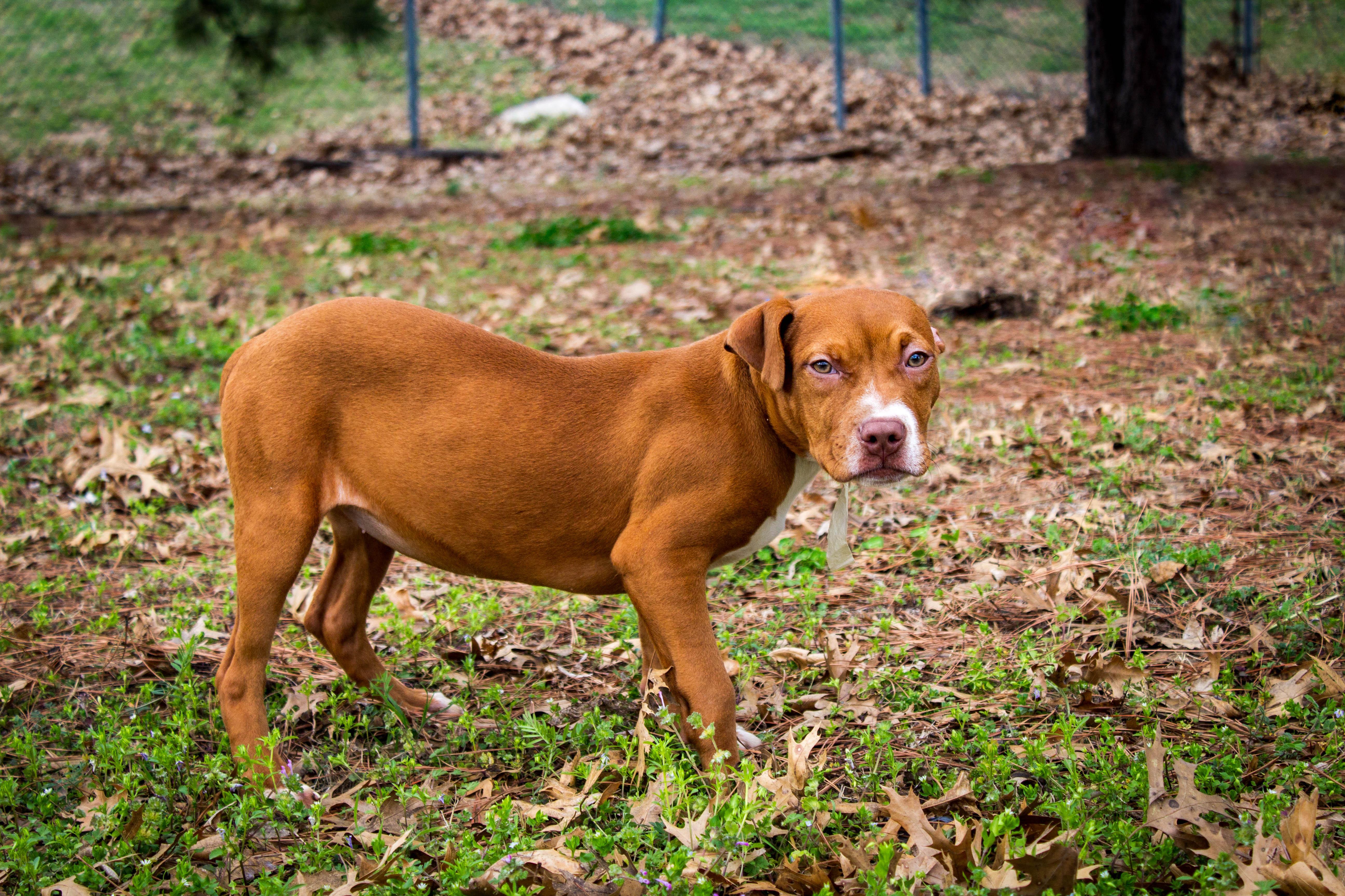 SHARPAY, adoptable, Young Female Pit Bull Terrier.