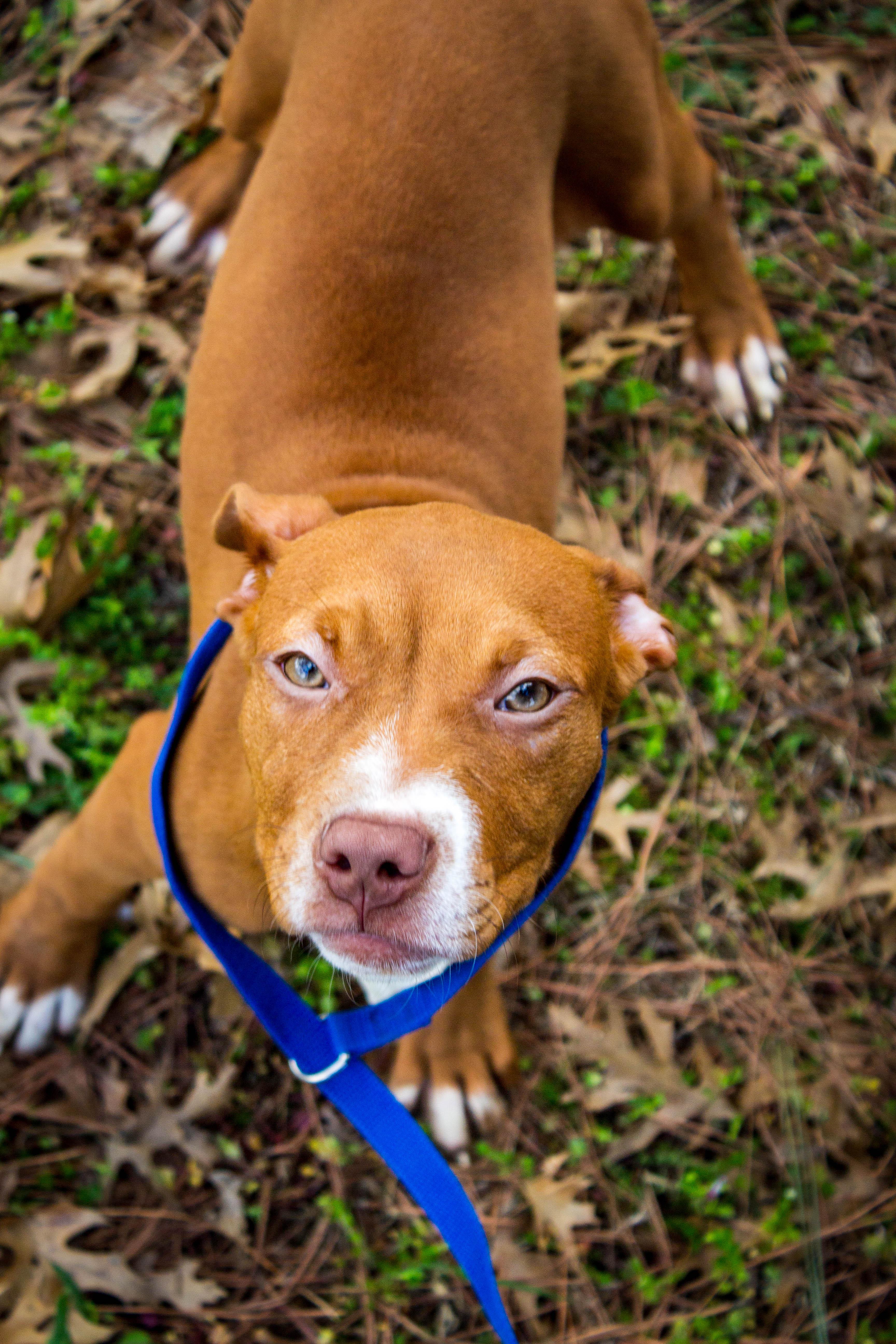 Enlarge SHARPAY, an adoptable Pit Bull Terrier in Jenks, OK image 2/2
