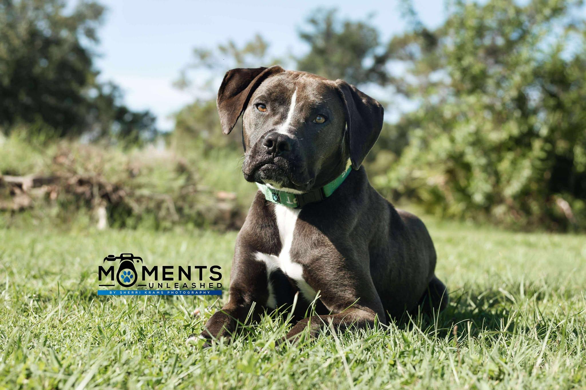 August, a Adoptable mixed breed in Myakka City, FL image 1/6