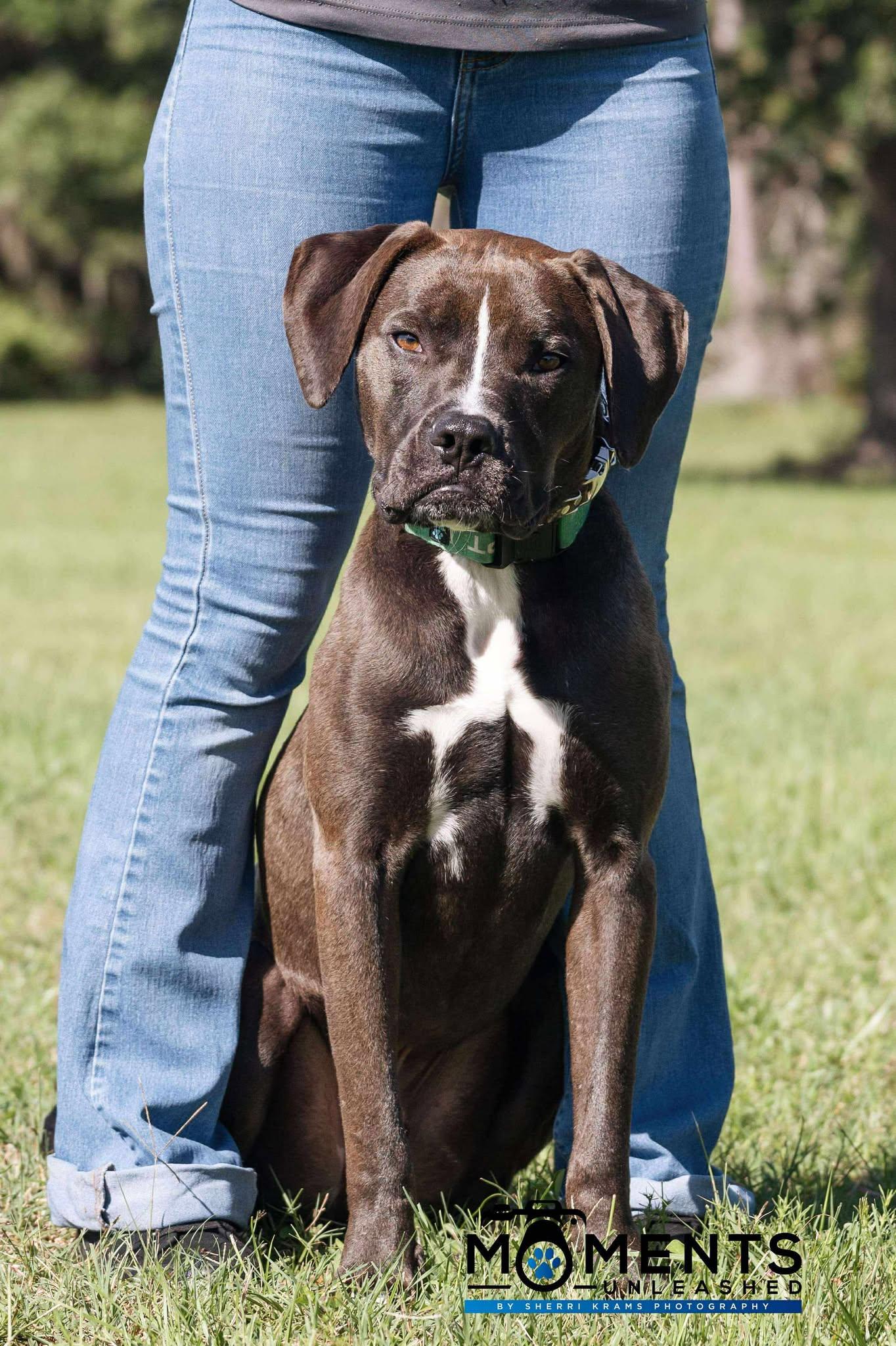 August, a Adoptable mixed breed in Myakka City, FL image 4/6