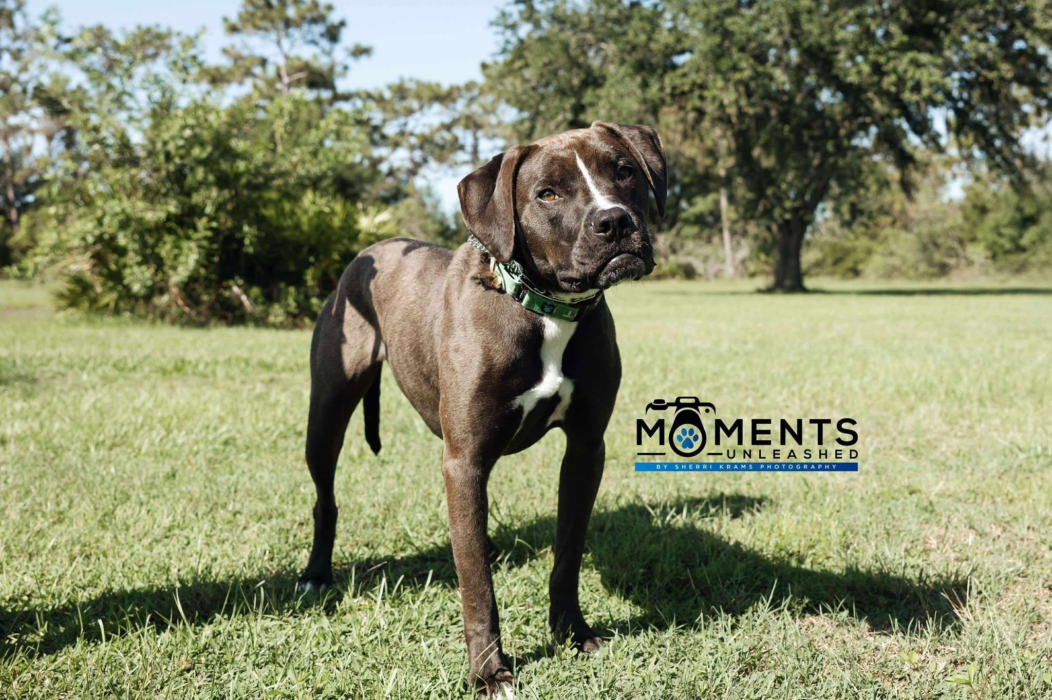 August, a Adoptable mixed breed in Myakka City, FL image 3/6