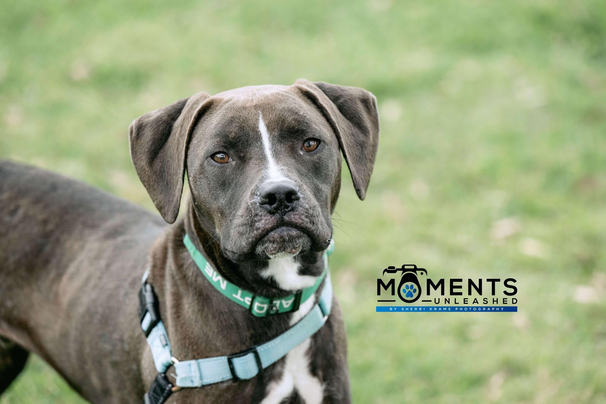 August, a Adoptable mixed breed in Myakka City, FL image 5/6