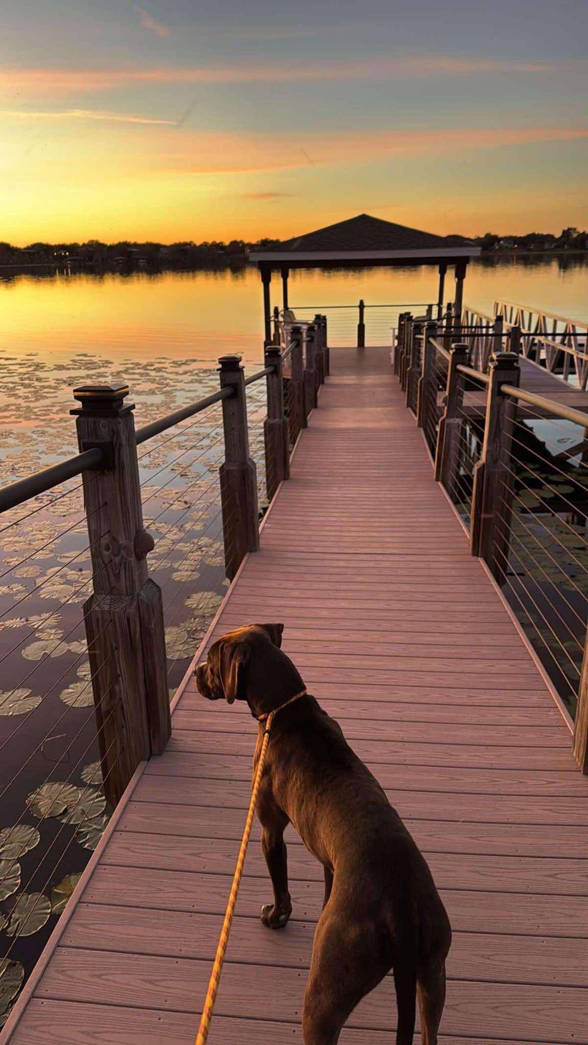 August, a Adoptable mixed breed in Myakka City, FL image 6/6