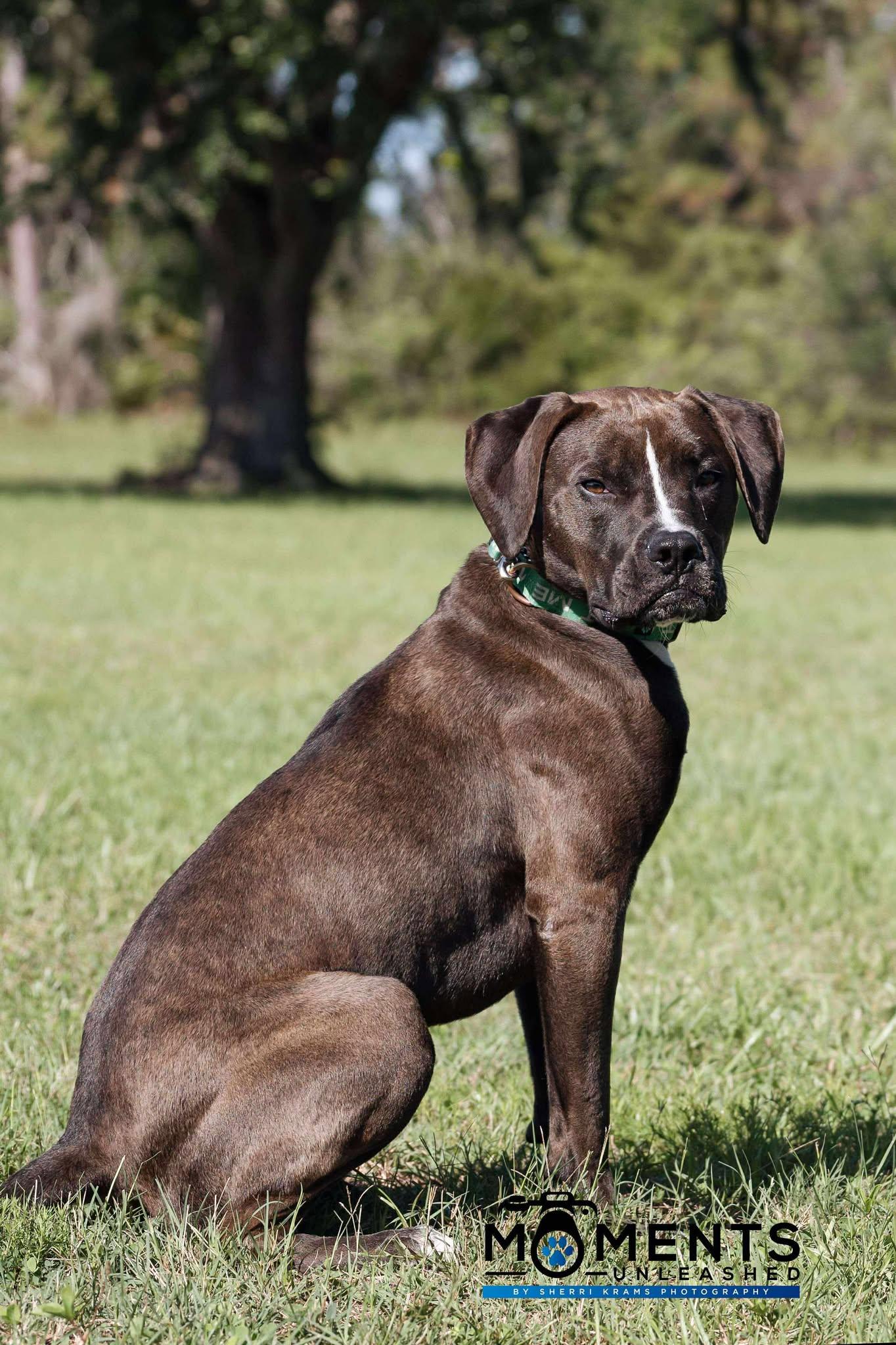 August, a Adoptable mixed breed in Myakka City, FL image 2/6
