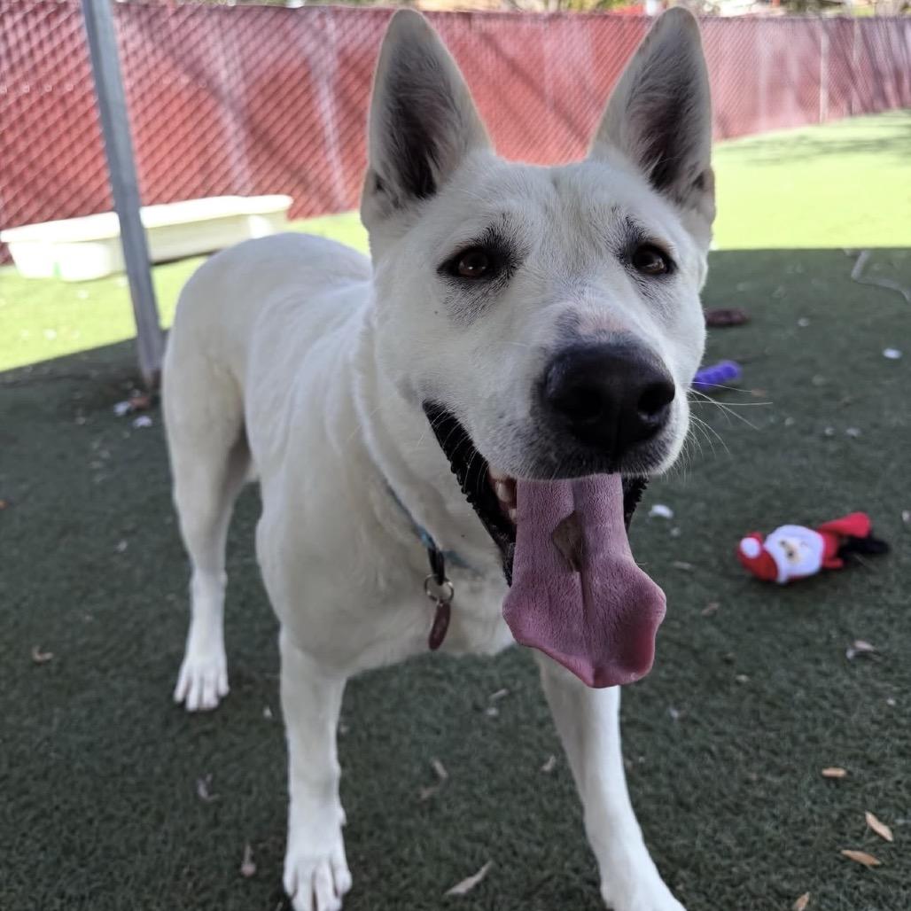 Enlarge Mistletoe, a Adoptable German Shepherd Dog in Buellton, CA image 1/6