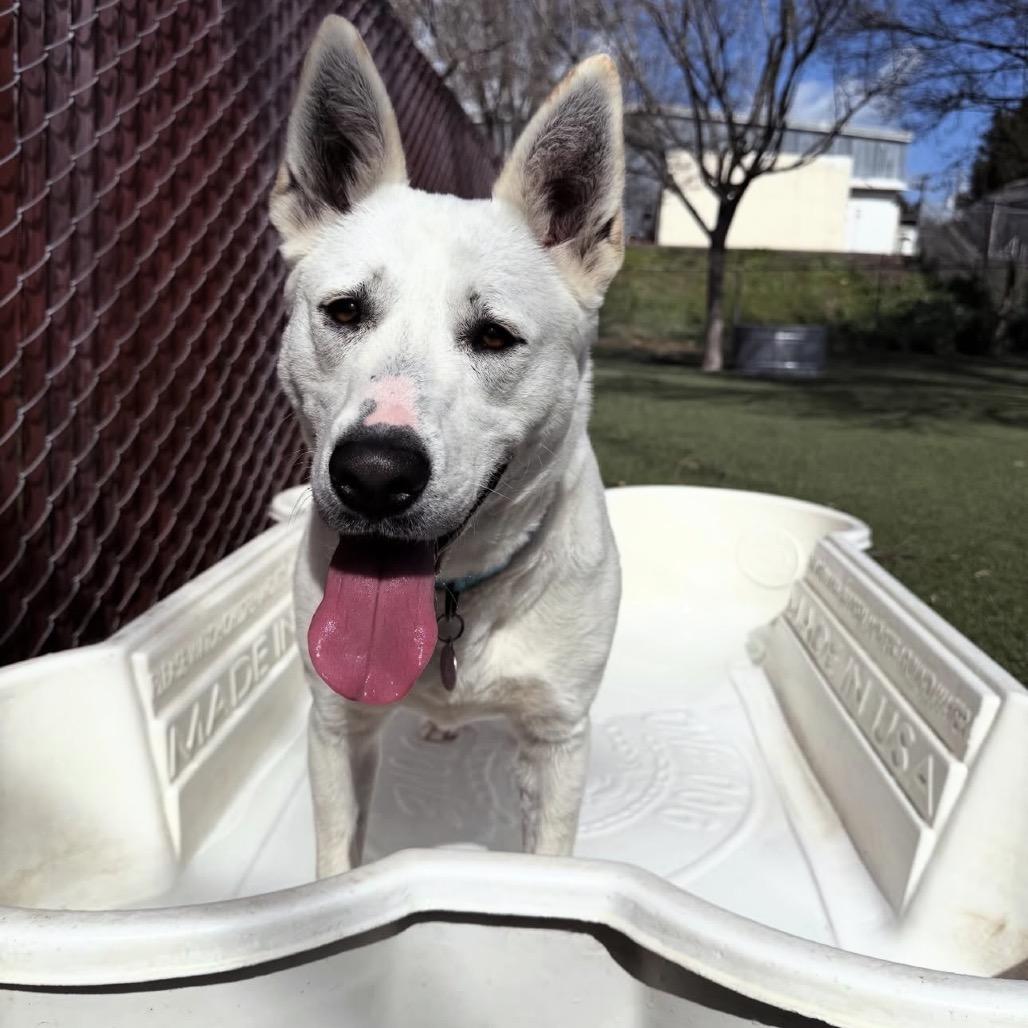 Enlarge Mistletoe, a Adoptable German Shepherd Dog in Buellton, CA image 2/6