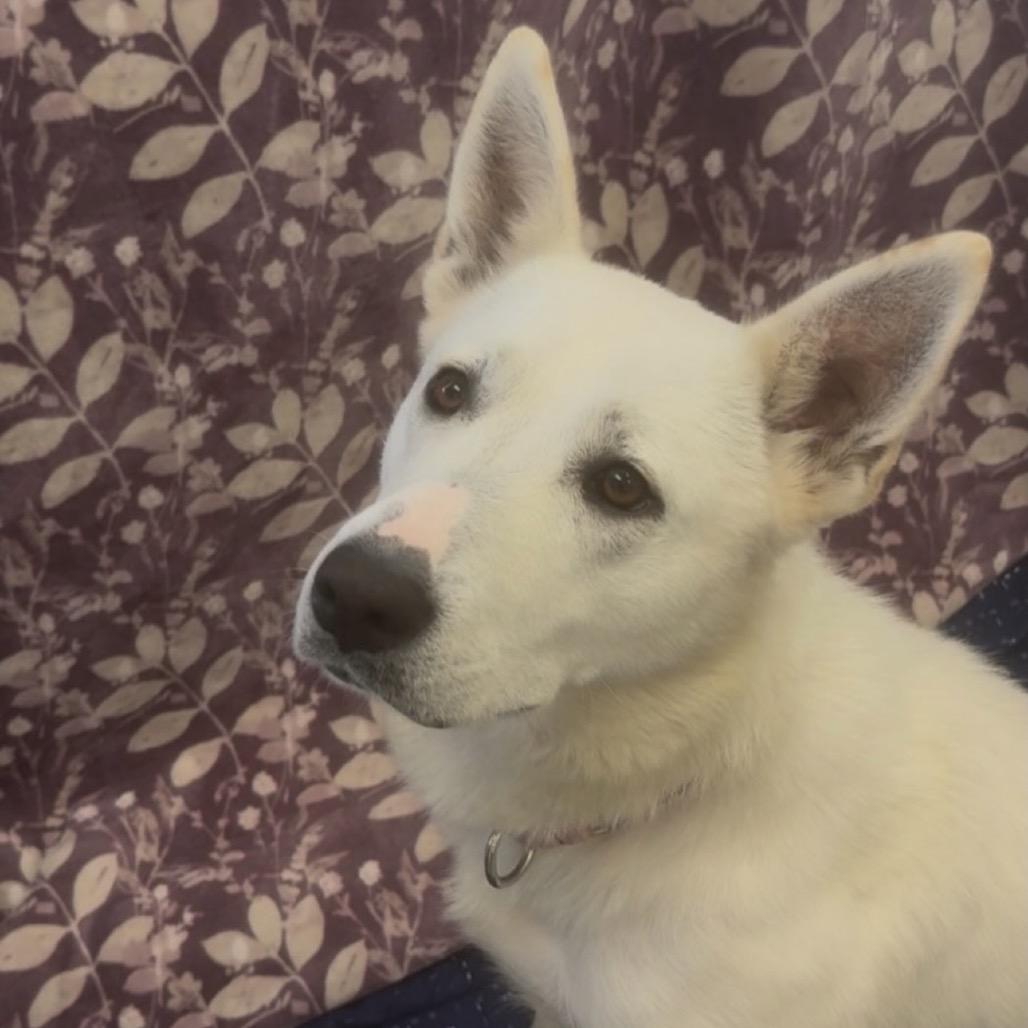 Enlarge Mistletoe, a Adoptable German Shepherd Dog in Buellton, CA image 3/6
