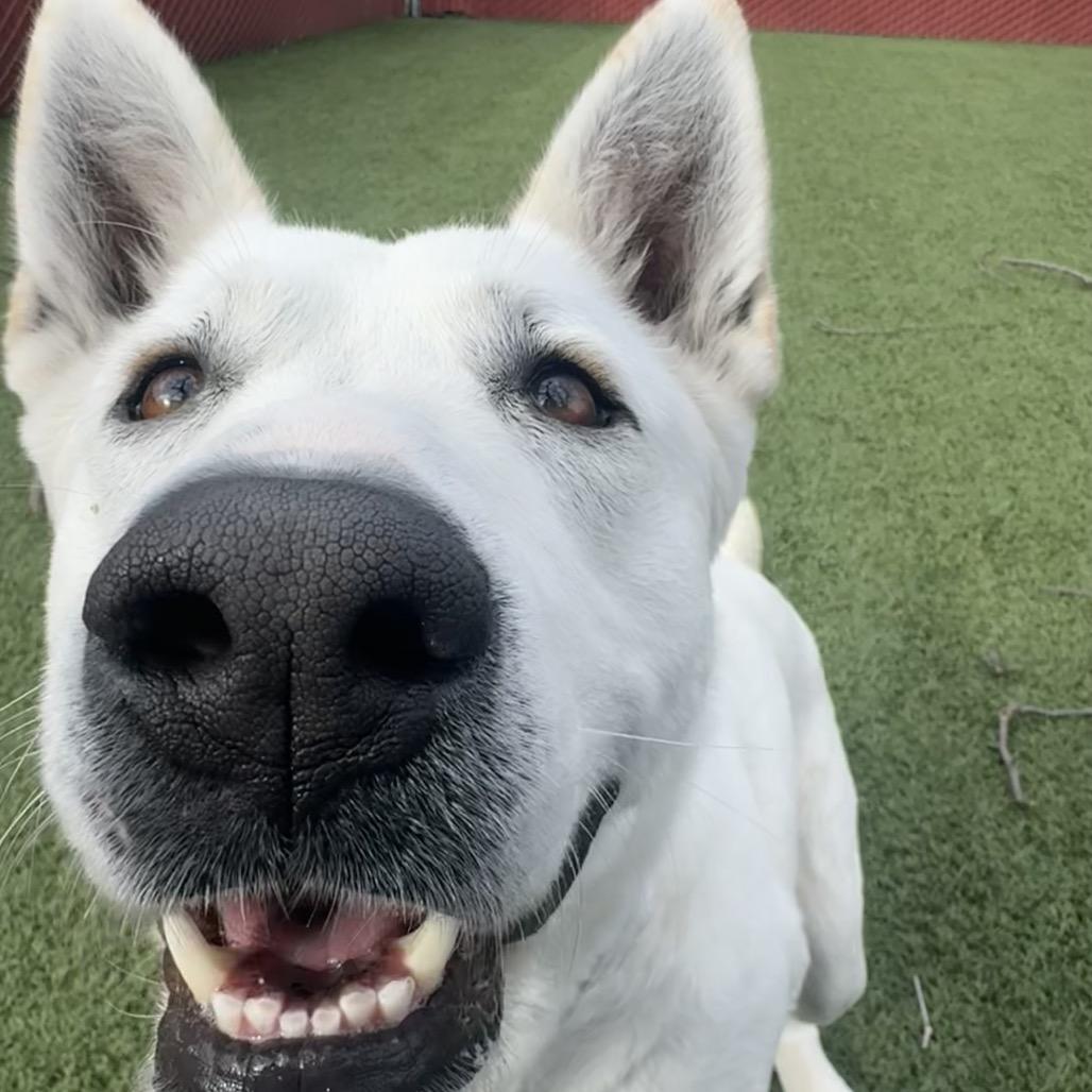 Enlarge Mistletoe, a Adoptable German Shepherd Dog in Buellton, CA image 5/6