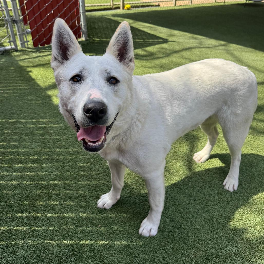 Enlarge Mistletoe, a Adoptable mixed breed in Buellton, CA image 5/6