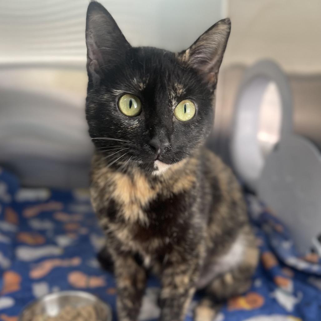 Enlarge Clover, a Adoptable Domestic Short Hair in New Fairfield, CT image 1/4