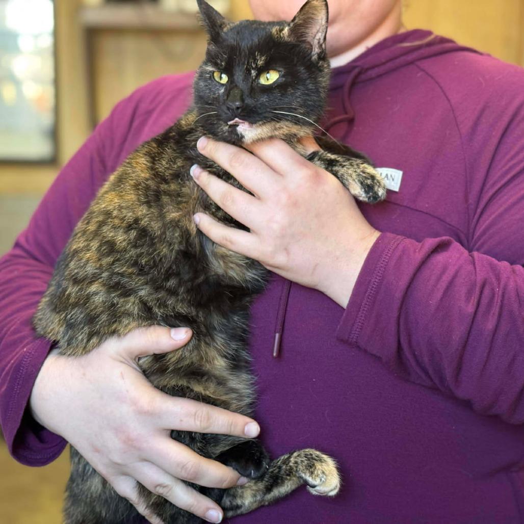 Enlarge Clover, a Adoptable Domestic Short Hair in New Fairfield, CT image 2/4