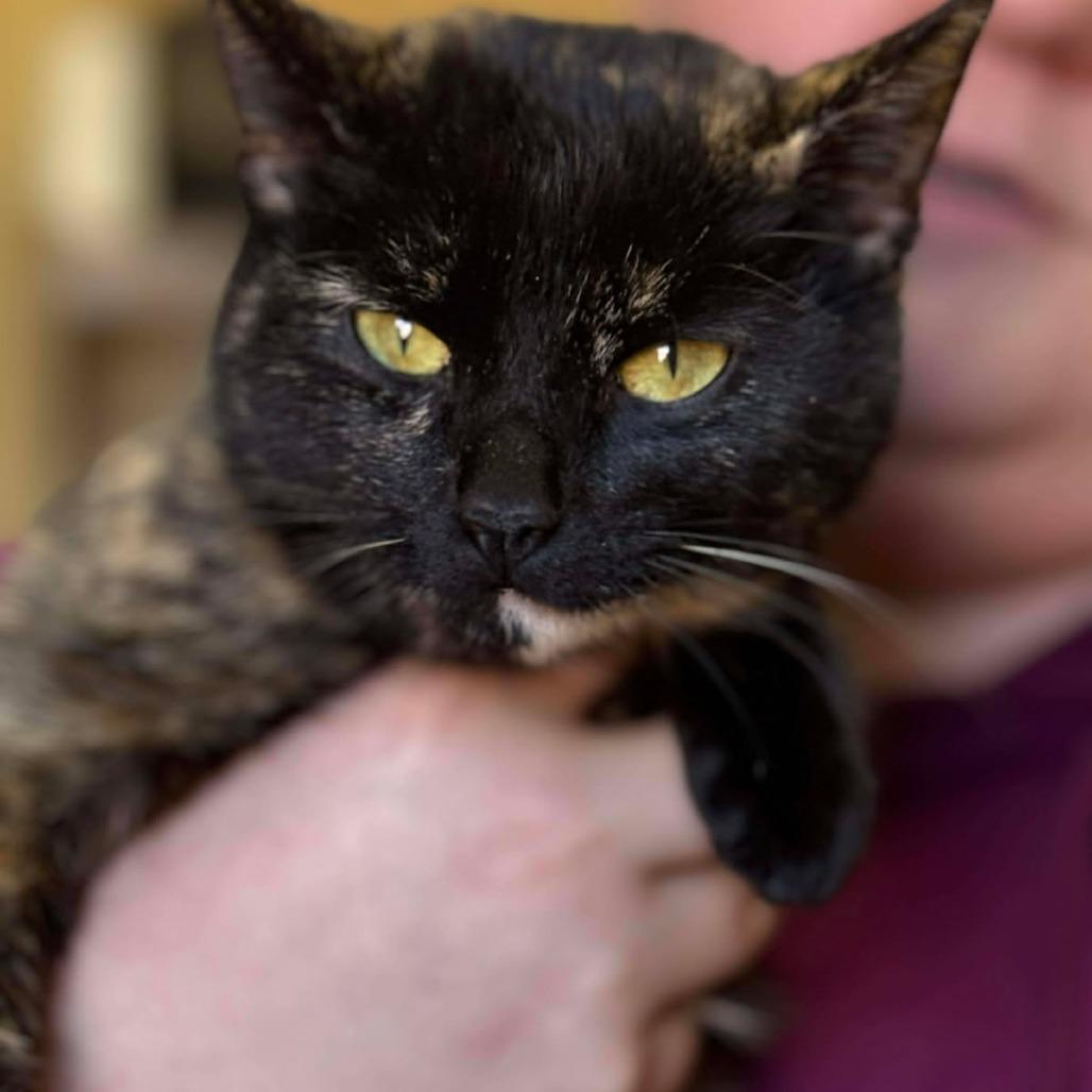 Enlarge Clover, a Adoptable Domestic Short Hair in New Fairfield, CT image 3/4