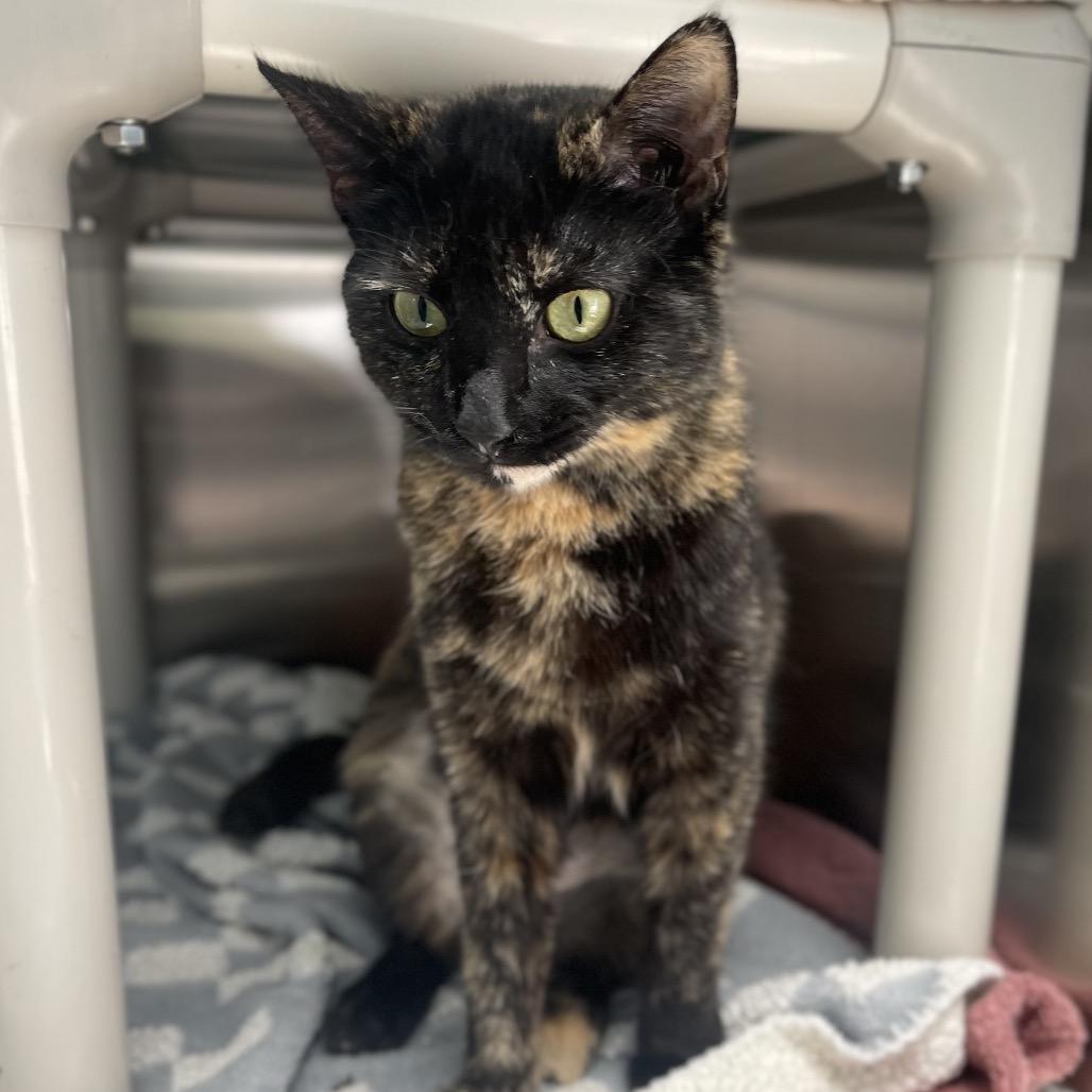 Enlarge Clover, a Adoptable Domestic Short Hair in New Fairfield, CT image 4/4