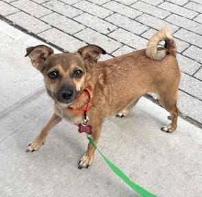 Mystic, a ADOPTABLE mixed breed in Brooklyn, NY image 6/6