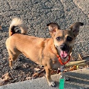 Mystic, a ADOPTABLE mixed breed in Brooklyn, NY image 1/6