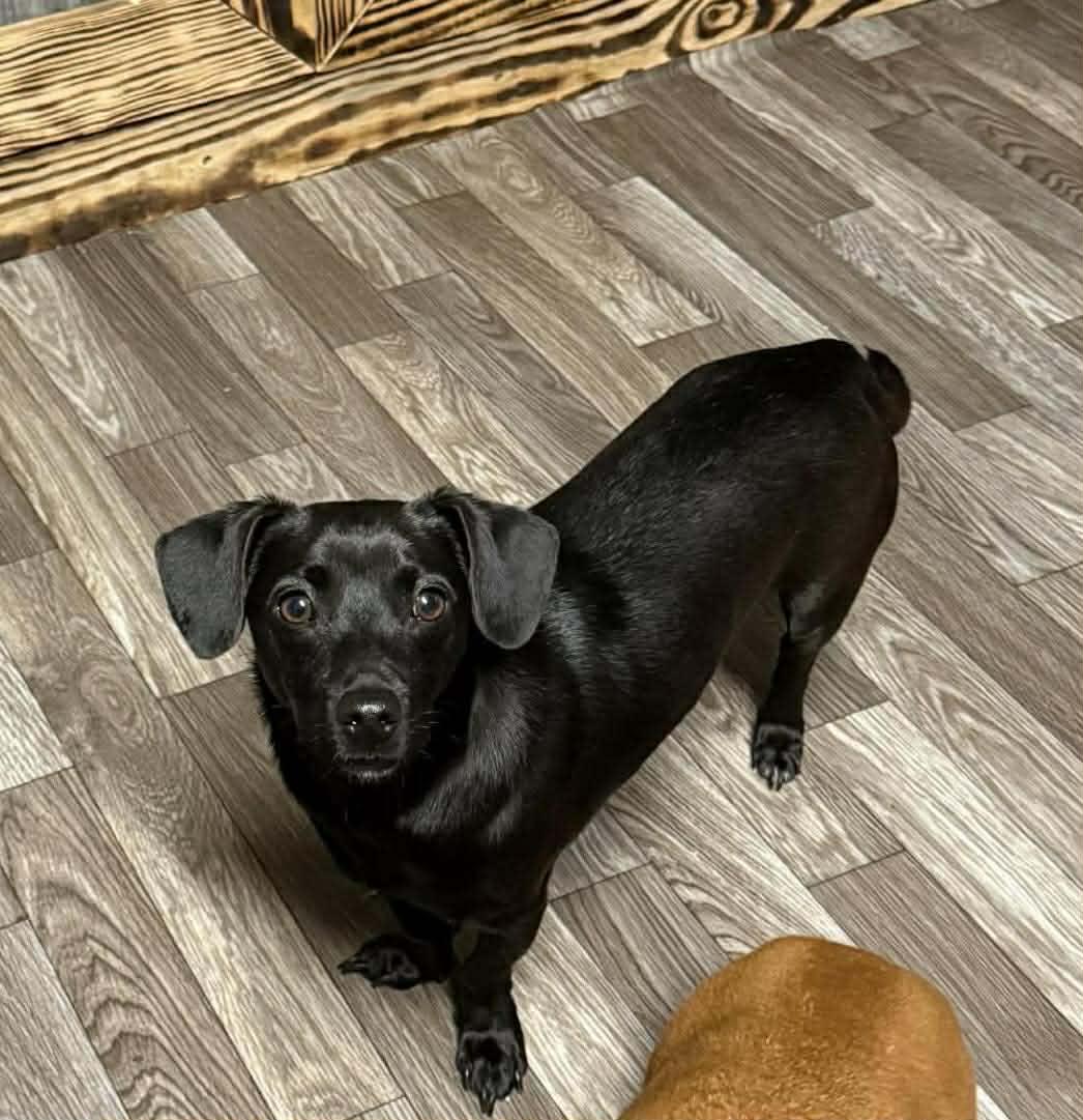 Enlarge Buster *FOSTER TO ADOPT TRIAL  AVAILABLE*, a Adoptable mixed breed in Smithfield, RI image 3/3