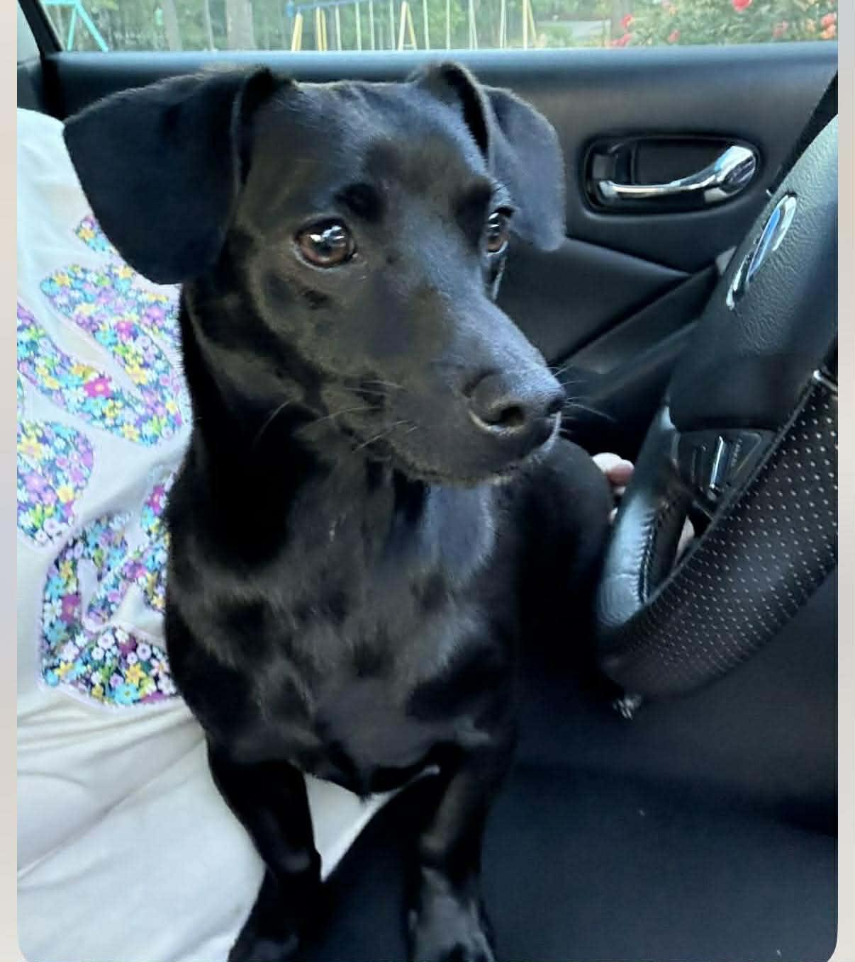 Enlarge Buster *FOSTER TO ADOPT TRIAL  AVAILABLE*, a Adoptable mixed breed in Smithfield, RI image 1/3